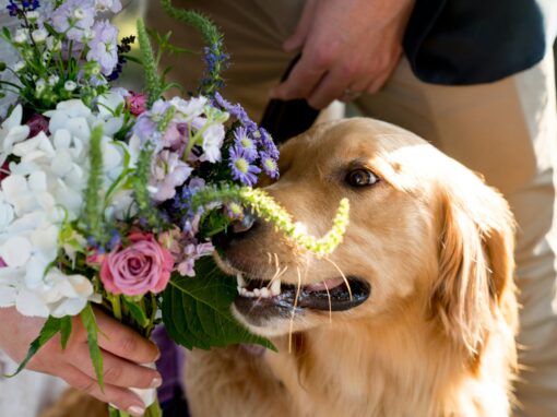 Hochzeit mit Hund Hochzeit mit Hund